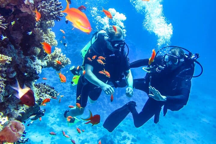 Scuba Diving Mount Lavinia: City-Edge Reefs & PADI Courses Near Colombo