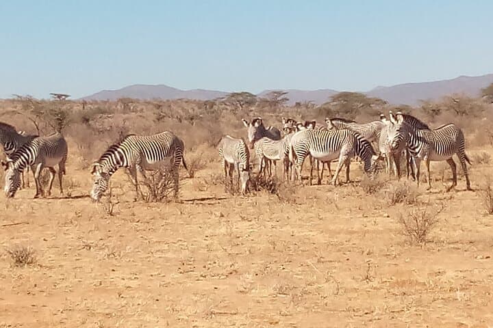 7-Day Kenyan Safari: Samburu, Ol Pejeta, Hells Gate & Maasai Mara