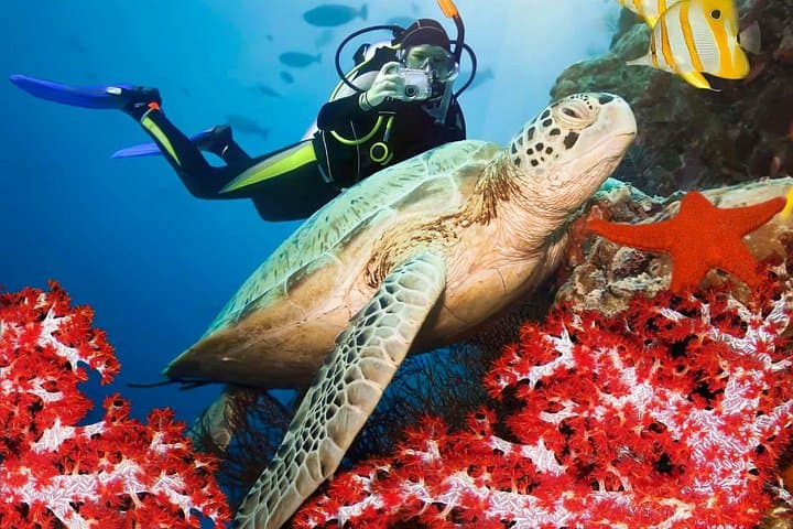 Coral Island Snorkel from Trincomalee: Clear Shallow-Water Marine Life in 2 Hours photo 3