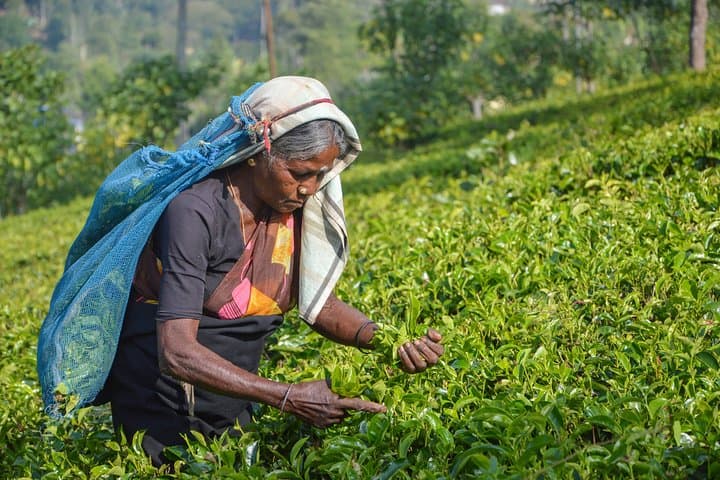 Southern Coast Highlights Tour from Bentota: Galle Fort, Tea Estates & Stilt Fishermen photo 5