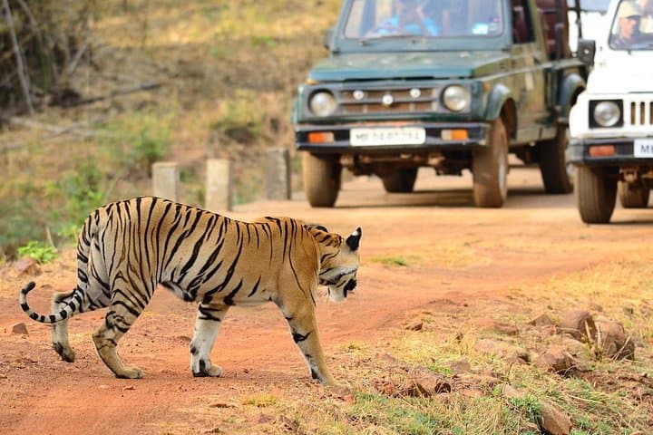 Multi-Park Tiger Safari: Tadoba, Pench, Kanha & Bandhavgarh — 8–9 Day Wildlife Circuit photo 4