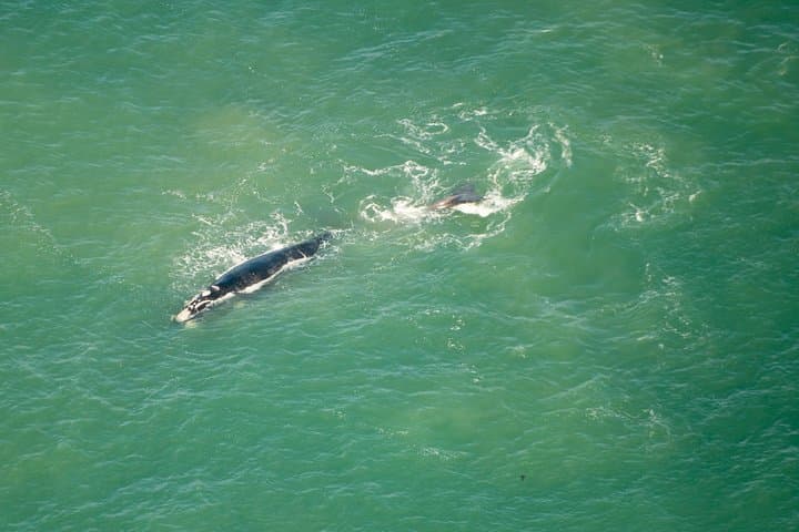 Cape Town Peninsula Helicopter Tour: 48-Min Scenic Flight to Cape Point + Free Boat Cruise photo 4