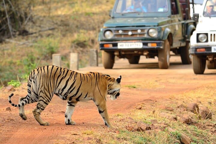 Central India Incredible Wildlife Safari — Bandhavgarh, Kanha, Pench & Satpura