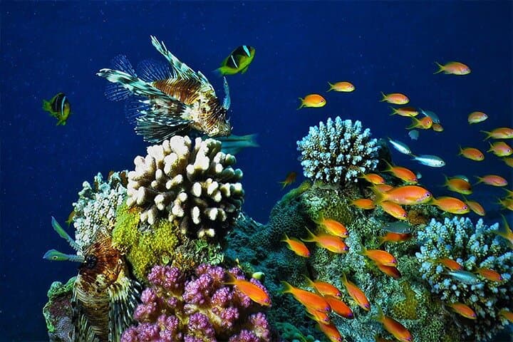 Aqaba Red Sea Day Trip from Wadi Rum — Private Full-Day Beach & Snorkeling photo 4