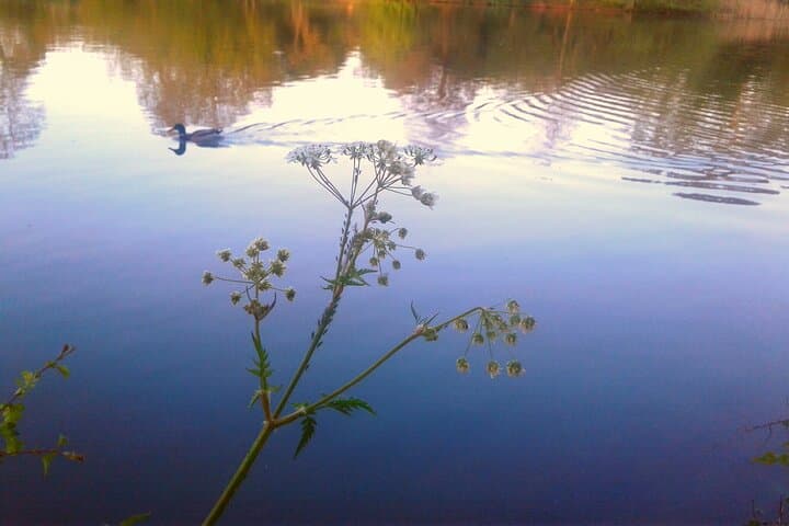 Oxford River Cruise and Thames Walk to Iffley Village photo 3