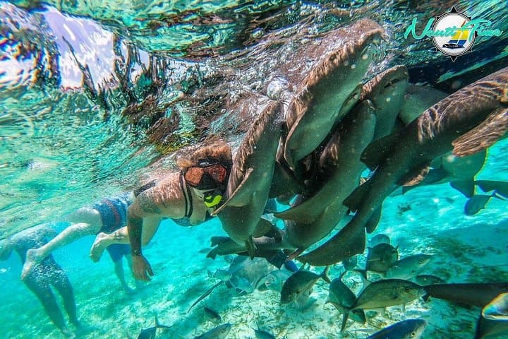 Full-Day Snorkeling at Hol Chan & Shark Ray Alley from Caye Caulker photo 2