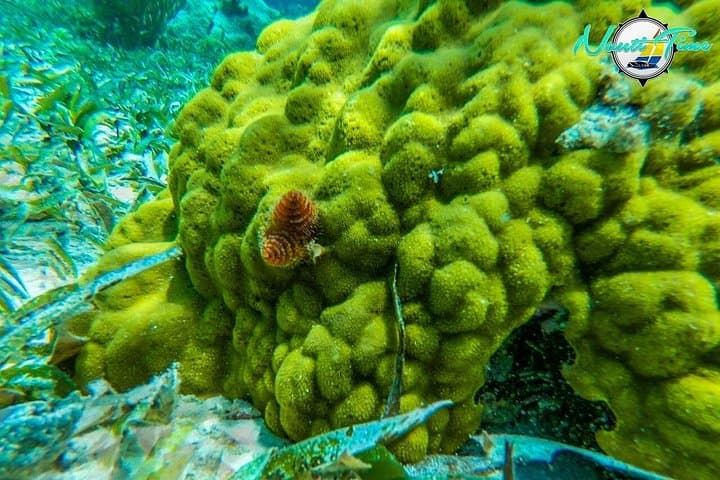 Full-Day Snorkeling at Hol Chan & Shark Ray Alley from Caye Caulker photo 3