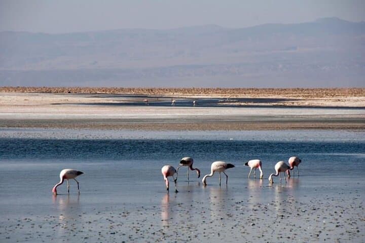 Toconao and Salar de Atacama Day Tour — Flamingos, Salt Flats & Atacameña Culture photo 5