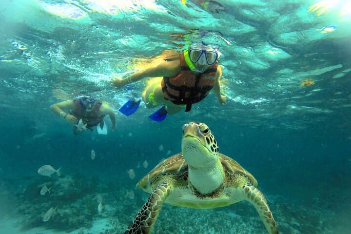 Swim-with-Turtles-and-Explore-Tulum-Ruins-Akumal-Snorkel-Cenote-Day-Tour photo 3
