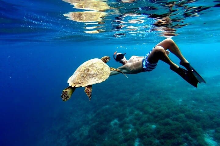 Swim-with-Turtles-and-Explore-Tulum-Ruins-Akumal-Snorkel-Cenote-Day-Tour photo 2
