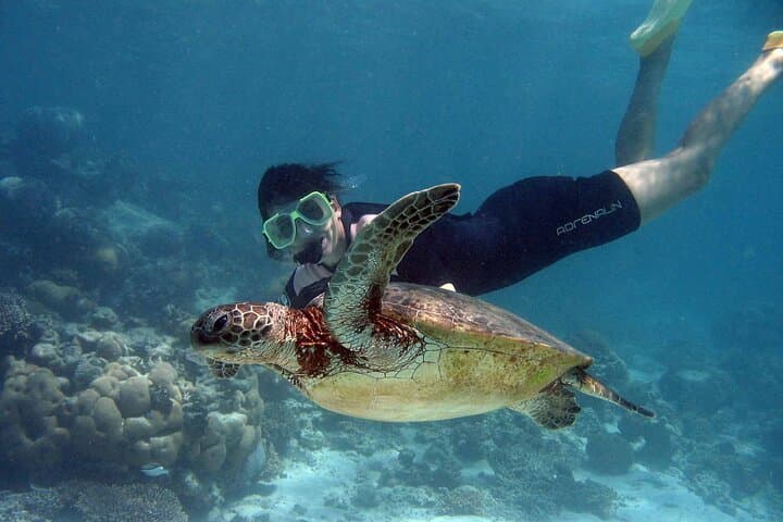 Swim-with-Turtles-and-Explore-Tulum-Ruins-Akumal-Snorkel-Cenote-Day-Tour photo 4