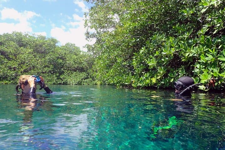 Freediving in a Tulum Cenote: Beginner Intro Course and Practical Guide photo 4