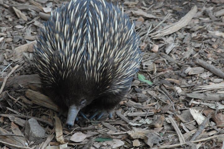 Blue Mountains Highlights: Featherdale Wildlife, Scenic Railway & Three Sisters Day Tour from Sydney photo 3