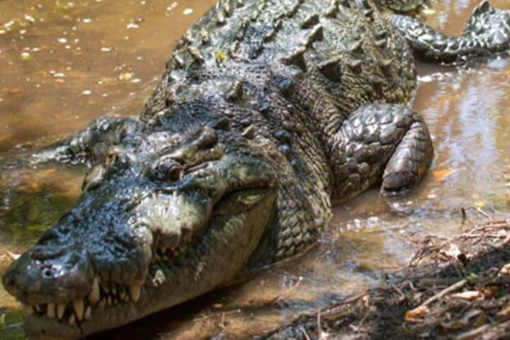 Emerald Coast Ecotour from Puerto Escondido — Ventanilla, Mazunte & Zipolite photo 2