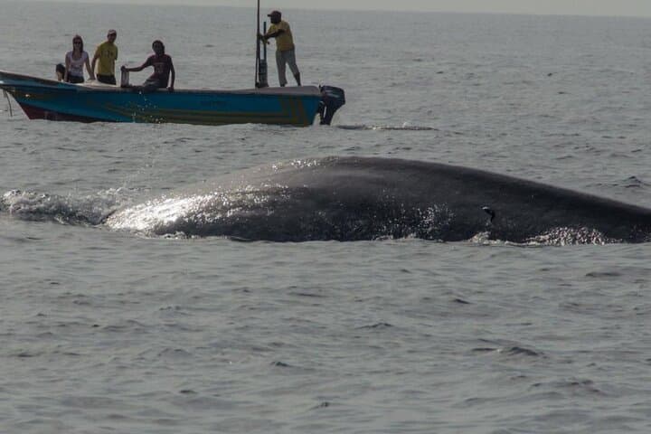 Responsible Whale Watching from Mirissa: Blue, Sperm & Fin Whale Tours photo 4