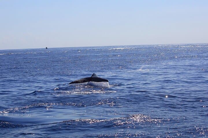Responsible Whale Watching from Mirissa: Blue, Sperm & Fin Whale Tours photo 5