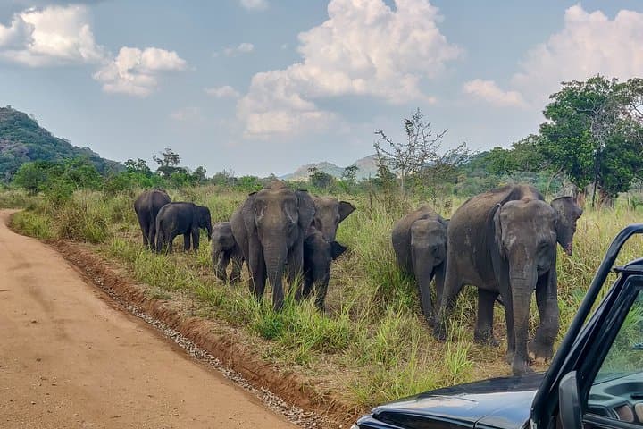 Sigiriya Rock, Village Culture & Minneriya Elephant Safari: A Full-Day Private Tour from Dambulla photo 3
