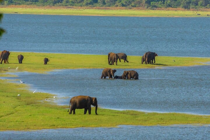 Sigiriya Rock, Village Culture & Minneriya Elephant Safari: A Full-Day Private Tour from Dambulla photo 6