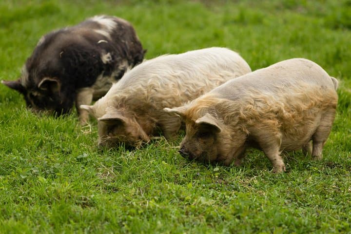 Kune Kune Pig Petting at Edermühle: Hands-On Farm Visit in the Waldviertel photo 3