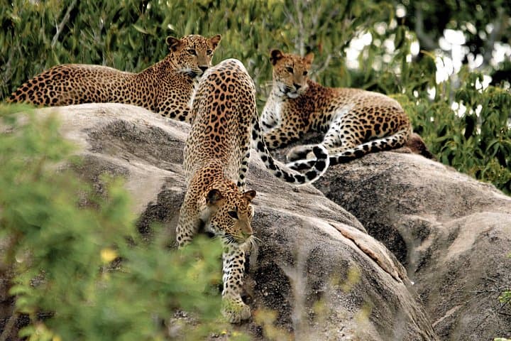 Bundala National Park Safari from Bentota — Migratory Birdwatching Jeep Tour in Sri Lanka photo 2