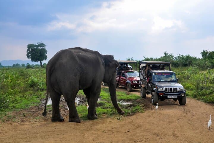 Skip-the-Line Udawalawe National Park Ticket with Private Jeep Safari photo 6