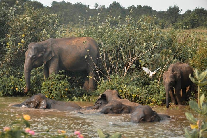 Udawalawe Safari from Panadura — Three-Hour Game Drive to See Sri Lankan Elephants photo 5