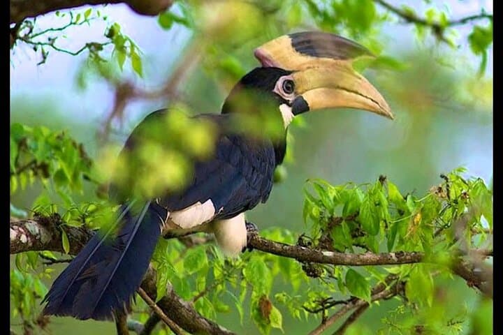 Bundala National Park Safari: Birding the Ramsar Wetlands from Beruwala photo 6