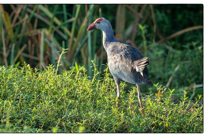 Bundala National Park Safari from Bentota — Migratory Birdwatching Jeep Tour in Sri Lanka photo 3