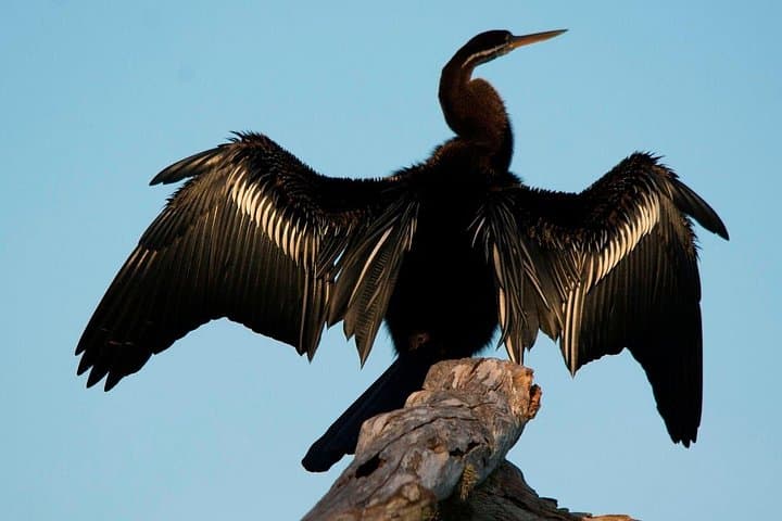 Bundala National Park Safari from Bentota — Migratory Birdwatching Jeep Tour in Sri Lanka photo 4