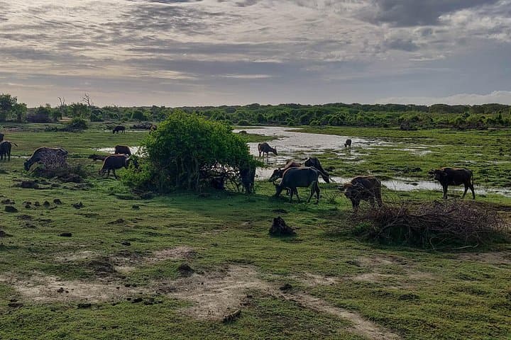 Bundala Bird Safari from Ahangama — Ramsar Wetland Day Tour photo 6