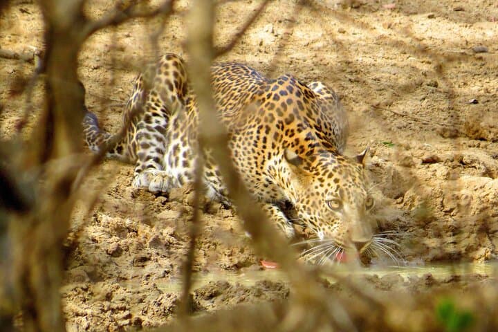 One Night Camping in Yala National Park — Overnight Safari & Leopard Viewing photo 5