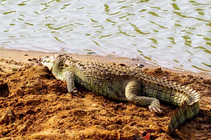 Two-Night Camping & Yala Safari: Leopards, Elephants and Coastal Wetlands photo 5
