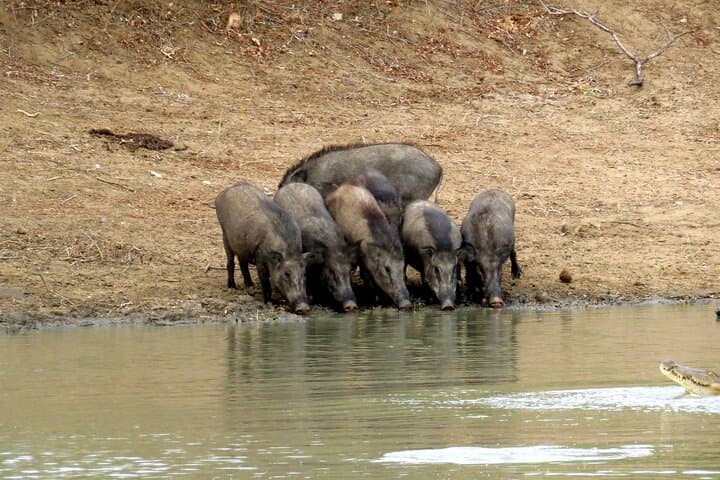 Two-Night Camping & Yala Safari: Leopards, Elephants and Coastal Wetlands photo 6