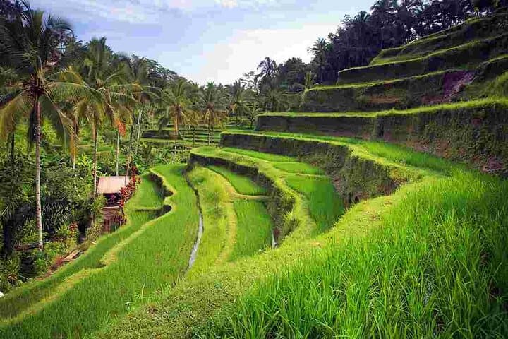 Ubud Full-Day: Tegenungan Waterfall, Tegalalang Rice Terraces & Goa Gajah Private Tour photo 2