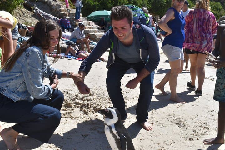 Peninsula Tour Cape Town: Full-Day Classic with Local Changemakers