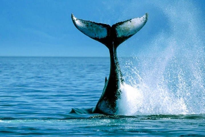 Bentota Shared-Boat Whale Watching Tour — Blue, Sperm & Fin Whales photo 2