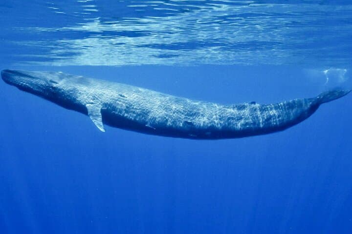 Bentota Shared-Boat Whale Watching Tour — Blue, Sperm & Fin Whales photo 3