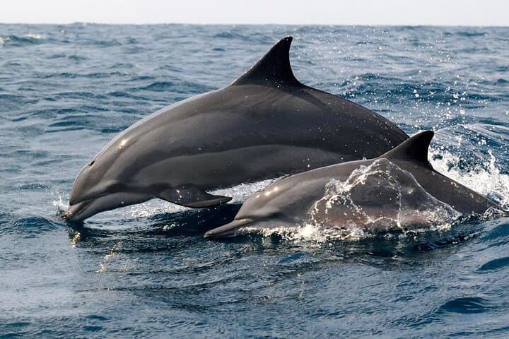 Bentota Shared-Boat Whale Watching Tour — Blue, Sperm & Fin Whales photo 4