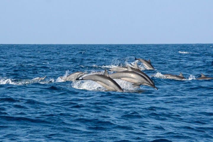Bentota Shared-Boat Whale Watching Tour — Blue, Sperm & Fin Whales photo 5