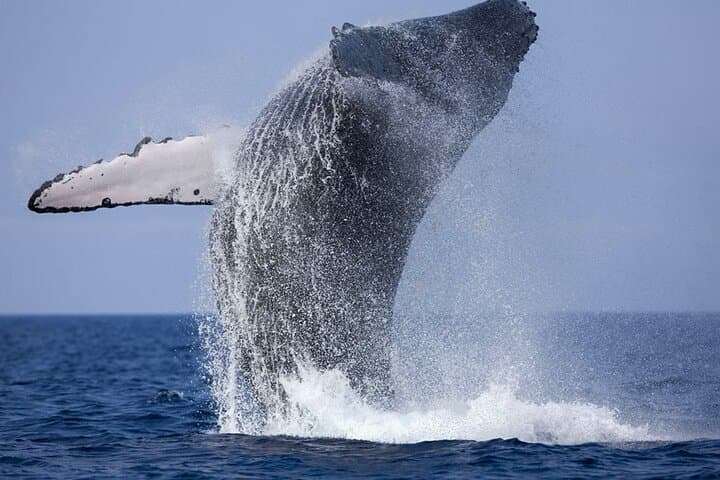 Bentota Shared-Boat Whale Watching Tour — Blue, Sperm & Fin Whales photo 6