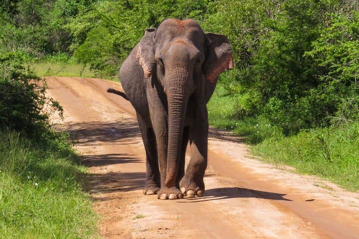 Two-Night Camping & Yala Safari: Leopards, Elephants and Coastal Wetlands photo 3