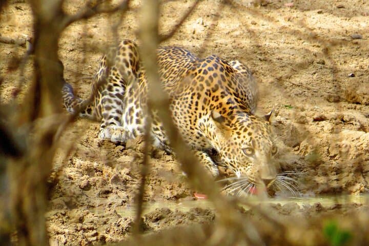 Two-Night Camping & Yala Safari: Leopards, Elephants and Coastal Wetlands photo 4