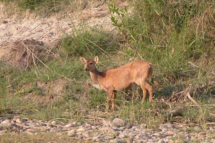 5-Day Bardia National Park Safari and Palpa Cultural Stay photo 4