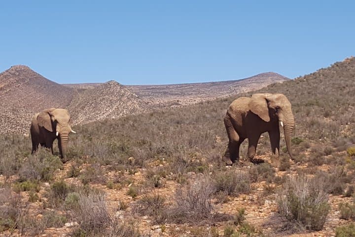 Full-Day Safari at Aquila Game Reserve: Cape Town Wildlife Excursion