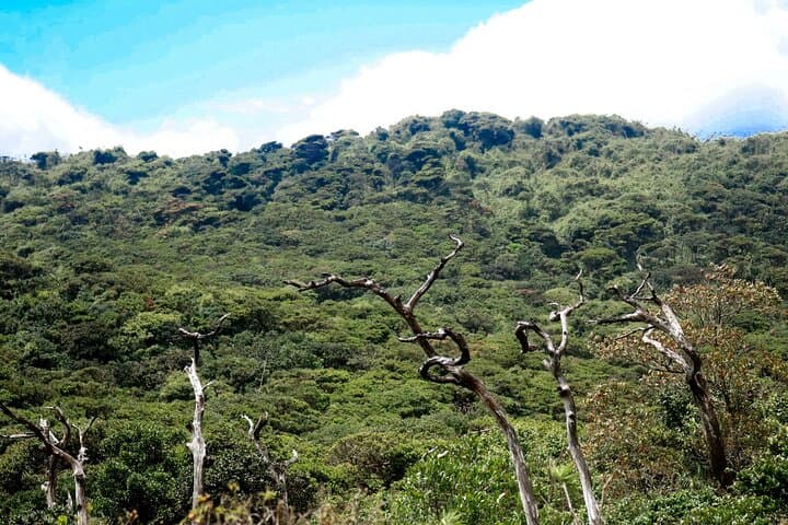 Knuckles Mountain Hike from Kandy: Waterfalls, Ridge Views & Indigenous Forests photo 5