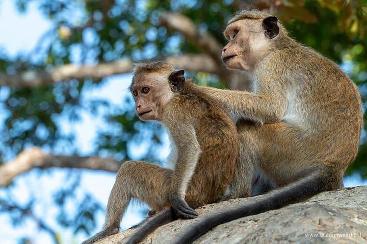 Yala National Park Safari from Galle: Full-Day Leopard & Elephant Jeep Safari photo 1