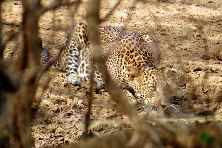 Yala National Park Safari from Galle: Full-Day Leopard & Elephant Jeep Safari photo 3