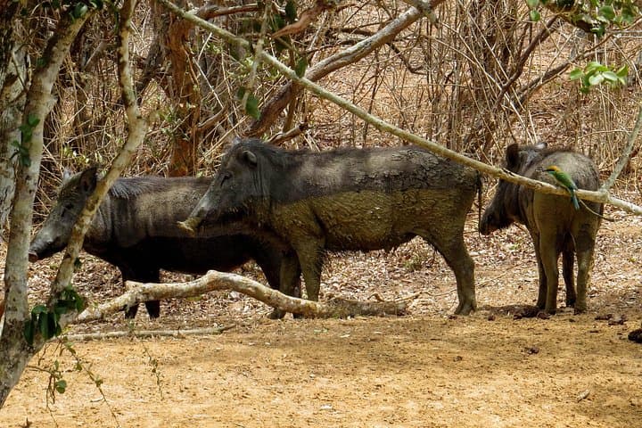Yala National Park Safari from Galle: Full-Day Leopard & Elephant Jeep Safari photo 4