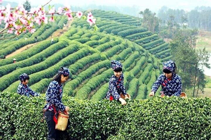 Private Hangzhou Layover Tour: West Lake, Longjing Tea & Lingyin Temple in One Day photo 2