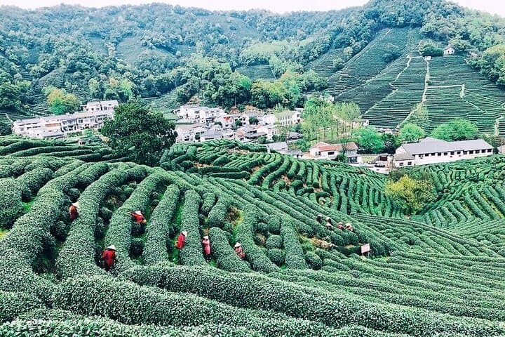 Turn a Hangzhou Layover into a Full-Day West Lake & Tea Plantation Experience photo 3
